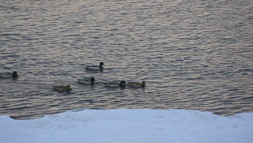 Wild ducks. Flock of wild mallard ducks (Anas platyrhynchos) swimming in the not freezing Yenisei river. Snowy shore on the foreground, dark water surface on the background. Static shot. January 2013.