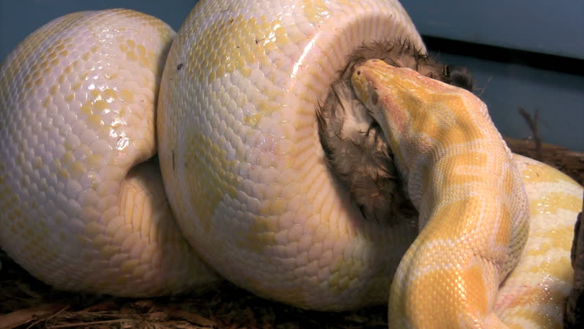 burmese python squeezes suffocates rabbit