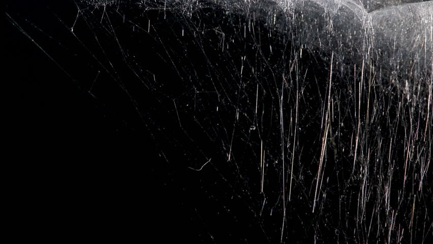 a delicate spider web illuminated in the darkness makes a great background plate