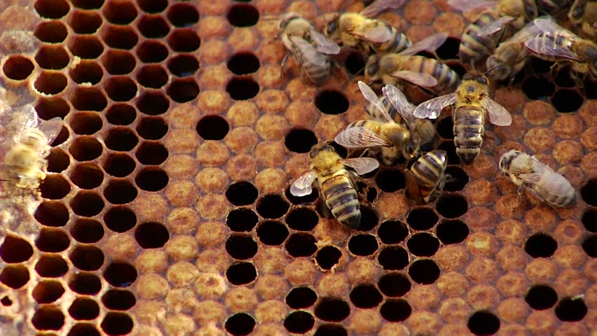 Nature Apiary.Bee-garden.
