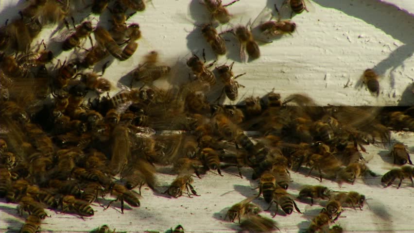 Nature Apiary. Bee-garden.
