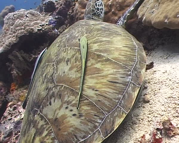 Green Sea turtle on the reef with Remora sucker fish on the back of shell