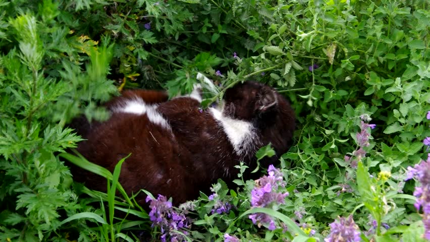 cat plays in grass