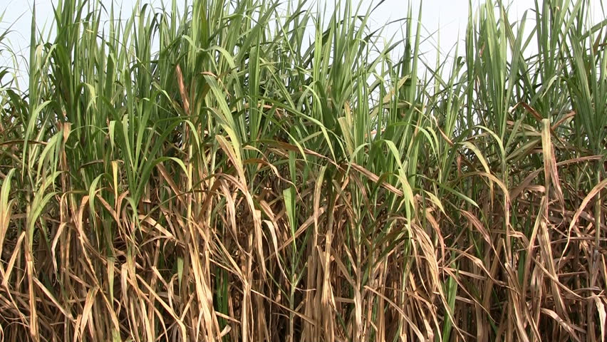 Asian sugar cane field (tilt)