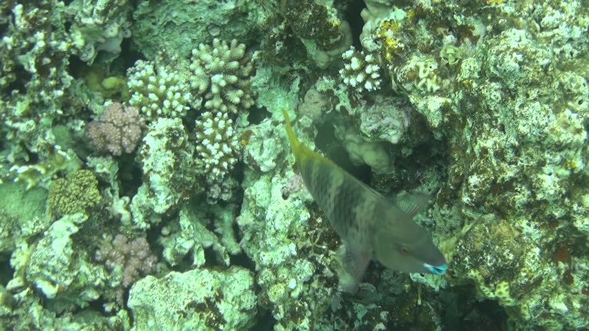 parrot fish 04