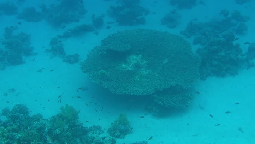 fish on reef slow motion 02