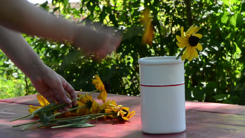 woman hand dap soak rudbeckia flowers into white vase on outdoor table.