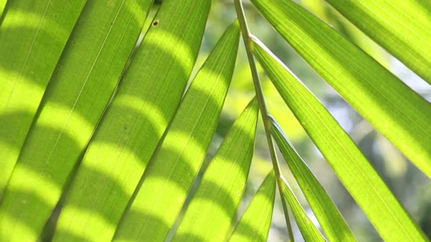 palm fronds swaying in the wind