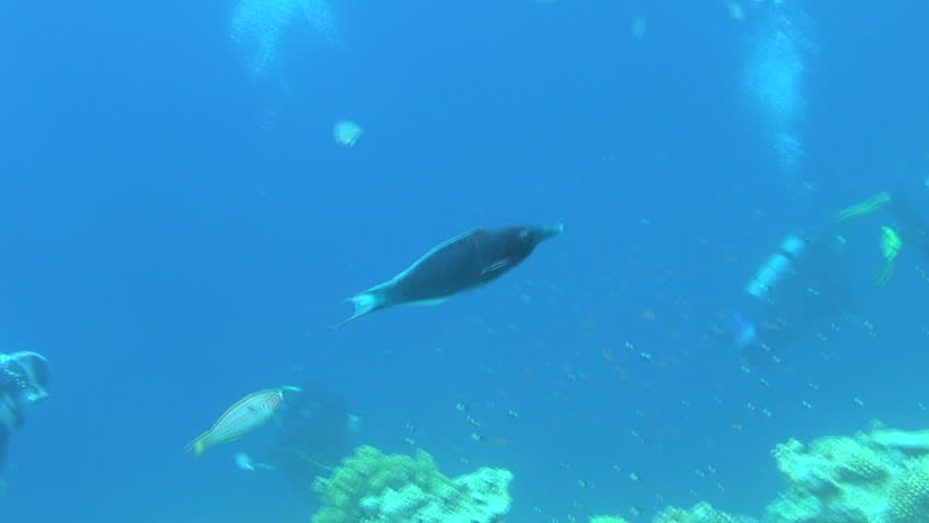 divers on the reef 03