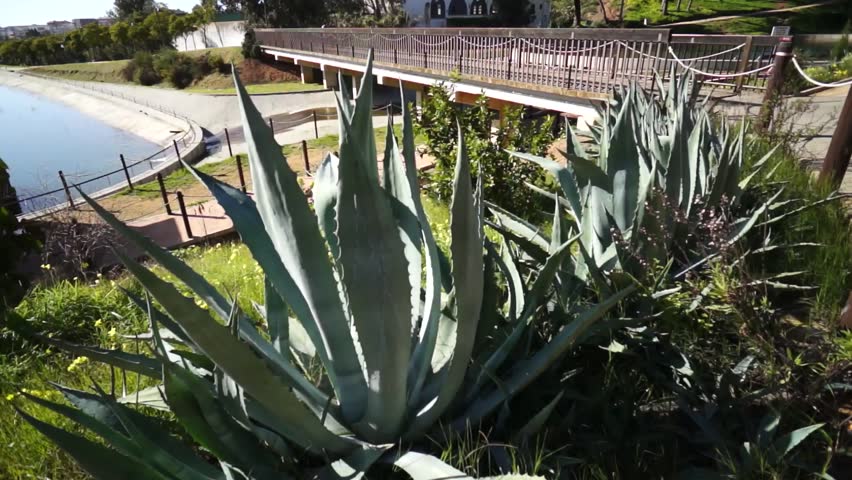 Park Moret, one of the largest urban parks in Andalusia is a treasure of 72.5 hectares forming the green lung of the city of Huelva, view the flowers aloe vera (healing herbs) and the wooden bridge