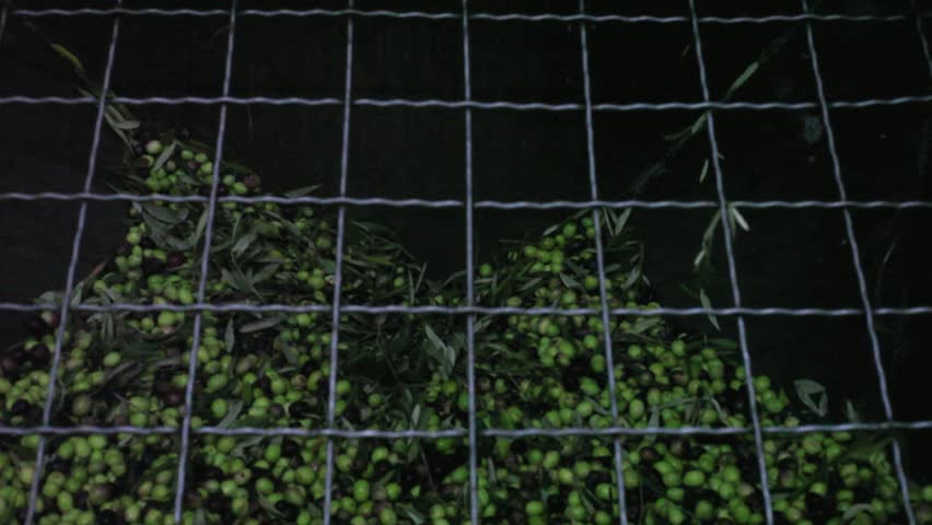 Mill during the olive oil extraction