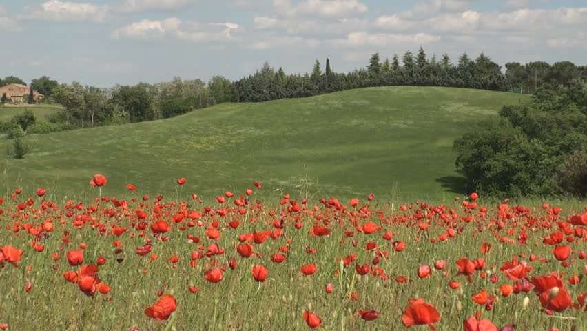 Large fields of poppy flowers and wheat swaying in the wind