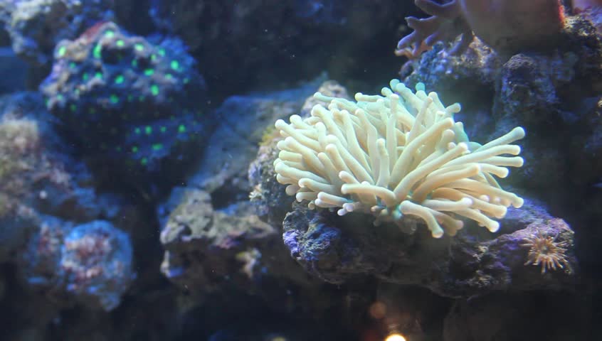 Sea anemone