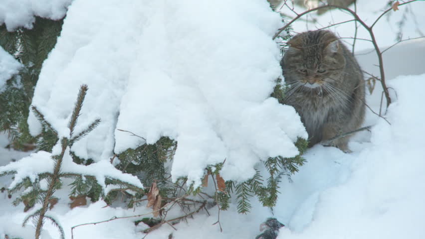 wildcat 