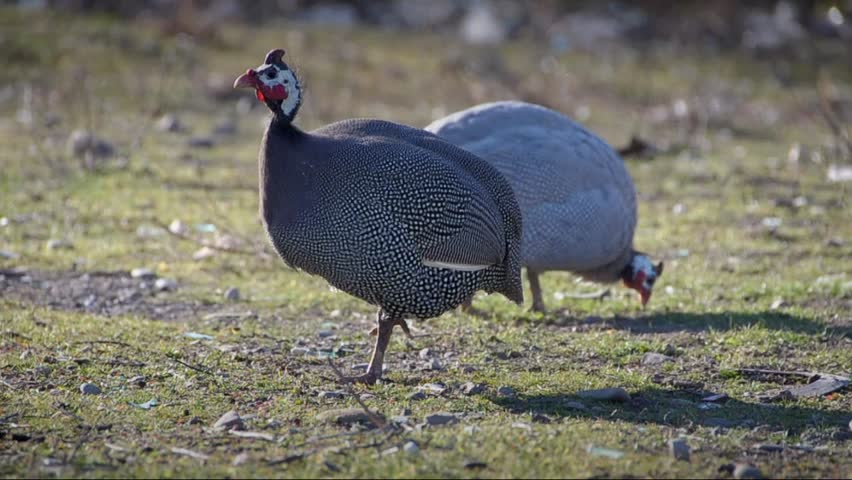 Guinea fowl