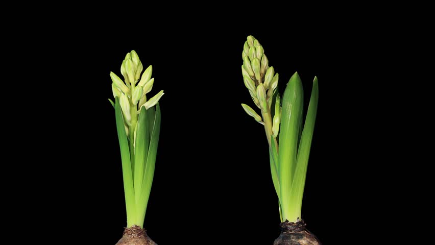 Time-lapse opening hyacinth flower buds ALPHA matte, (Hyacinthus)
