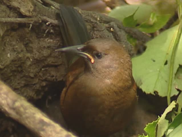 South Island Saddleback, Philesturnus carunculatus carunculatus, juvenile - foraging -zoom out