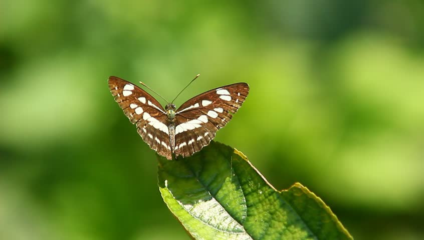 Blackvein sergeant butterfly(Athyma ranga)on the leaves and fly away