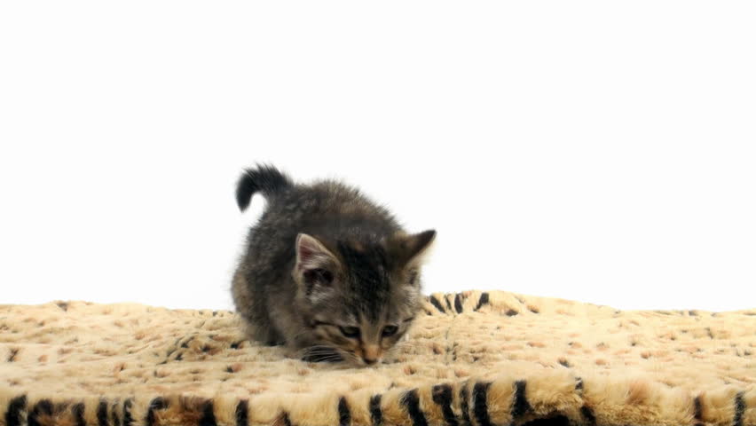 Cute tabby kitten sitting and taking a bath on an animal print blanket on white background