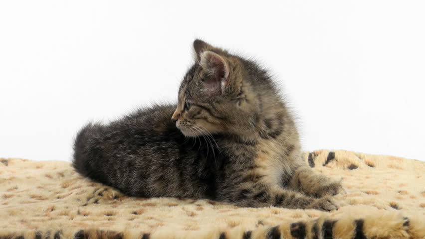 Cute tabby kitten sitting and taking a bath on an animal print blanket on white background