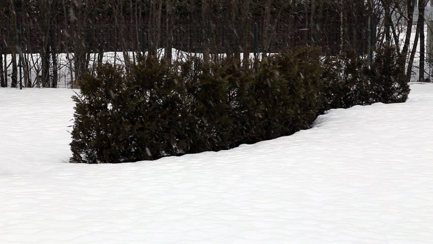 snow fall Full HD progressive video  