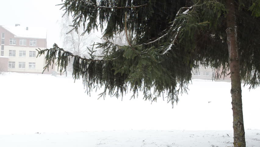 fir spruce christmas tree branch in city and snowstorm blizzard snow fall with strong wind.