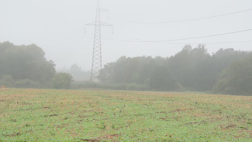 wild roe hind mammal animal run through agriculture field under high voltage pole wire in fog.
