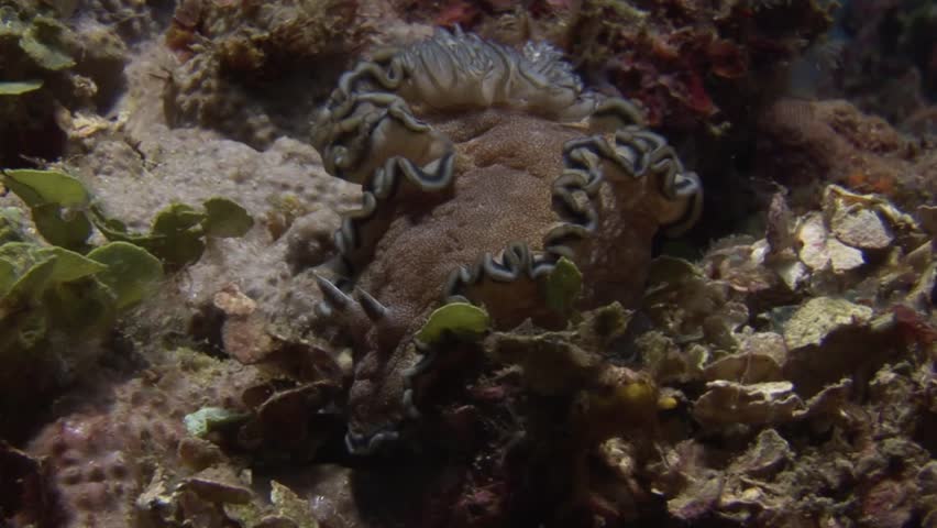 Submerged
