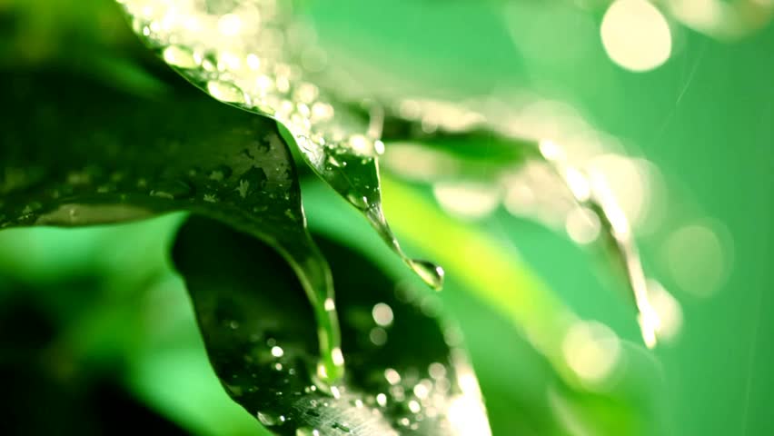 leafs under rain