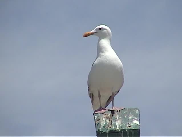 a nice large seagull sits on a building roof in Laguna beach California With Sounds of the ocean and  backgrounds