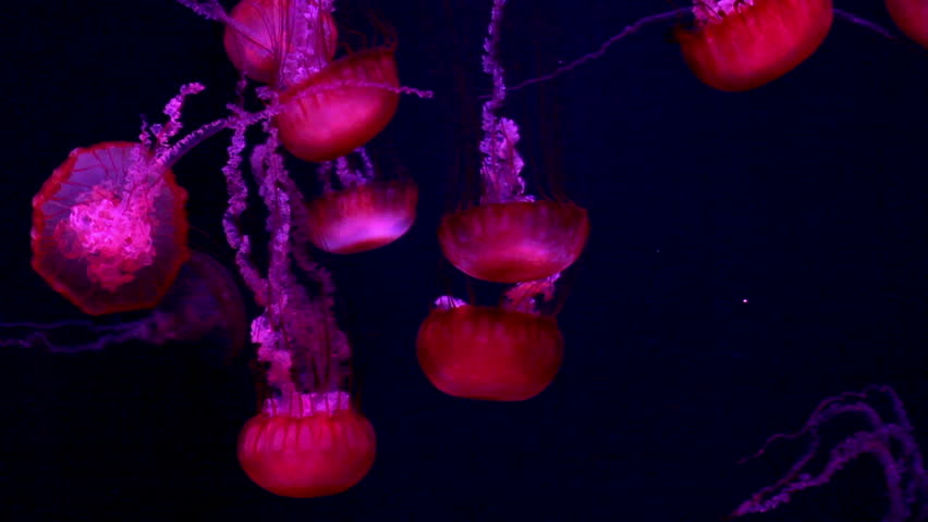 a lot of red giant jellyfish medusa in a black void, natural background