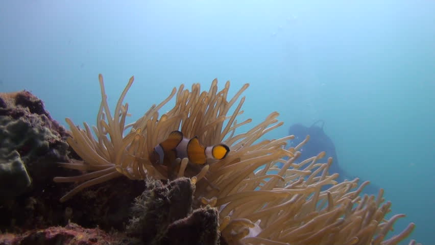 Underwater, a beautiful shot of a Tropical Anemone with a diver in the background, Angle 1