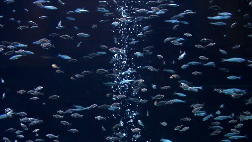tropical fish underwater