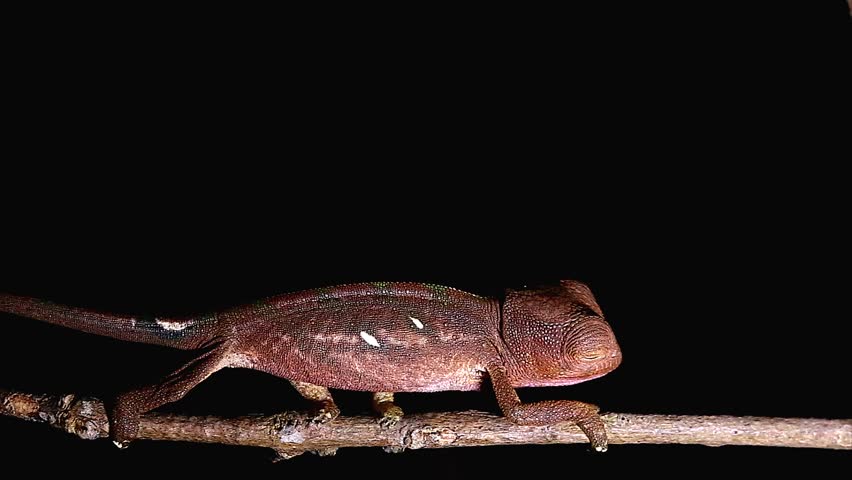 Baby Chameleon walks to mimic a moving leaf in wilds of Madagascar. Looks awkward or funny but they are hard to see in a leafy bush or tree when walking like this.