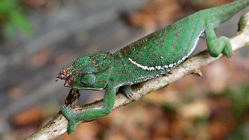 ENDANGERED Rainforest or Two-banded Chameleon (Furcifer balteatus) walking along a tree branch in the wilds of Madagascar (Ranomafana National Park). Leaves, branch, forest, foliage, tree, rain.