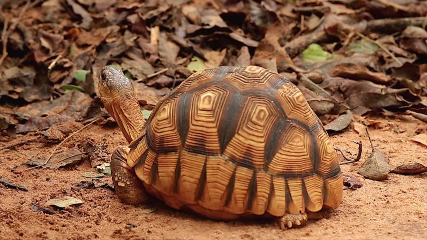 Angonoka or Ploughshare tortoise in Madagascar. This is the most critically endangered tortoise in the world (~500 left in the wild). Extinction predicted in 10 years. Zoology, Biology, Herpetology.