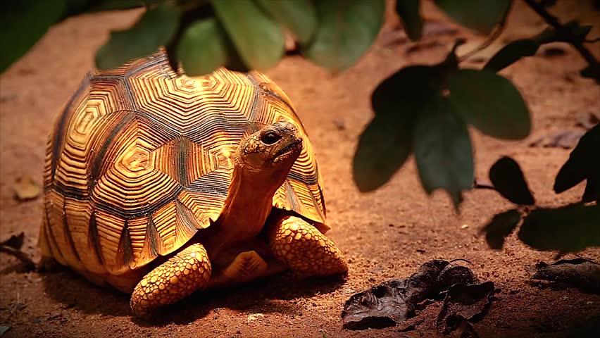 Angonoka or Ploughshare tortoise in Madagascar. This is the most critically endangered tortoise in the world (~500 left in the wild). Extinction predicted in 10 years. Zoology, Biology, Herpetology.