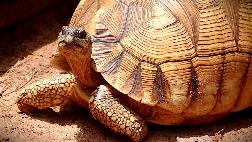 Angonoka or Ploughshare tortoise in Madagascar. This is the most critically endangered tortoise in the world (~500 left in the wild). Extinction predicted in 10 years. Zoology, Biology, Herpetology.