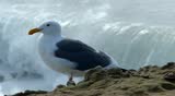 Seagull bird standing on a rocky cliff with waves and ocean in the background moving in slow motion.