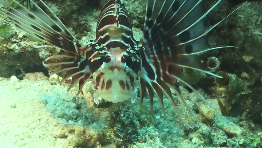 Fish sting