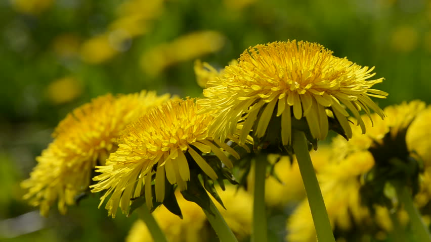 yellow dandelion (Taraxacum officinale) flowers in spring wind