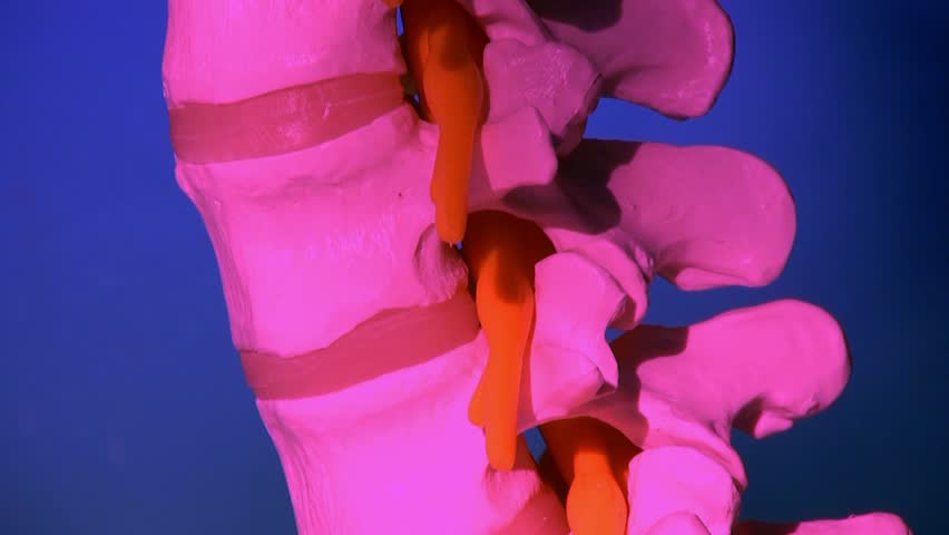 Human spine