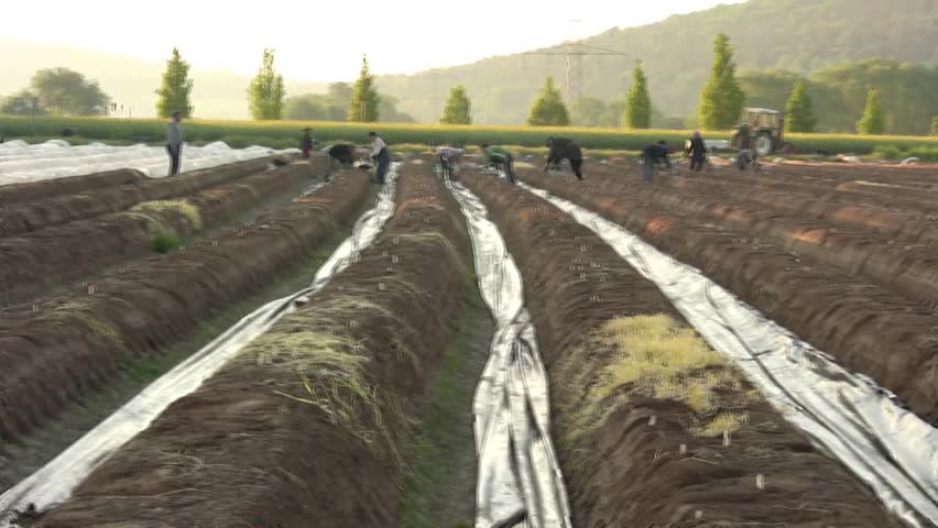 asparagus field