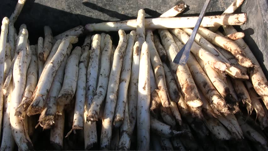 Asparagus