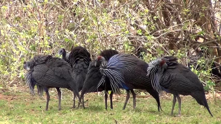 Guinea fowl (Numididae)