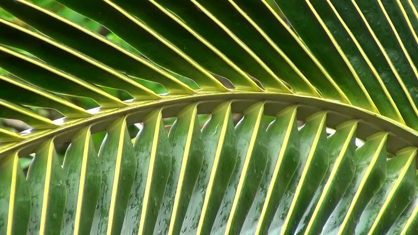 Cycad (Cycadales)