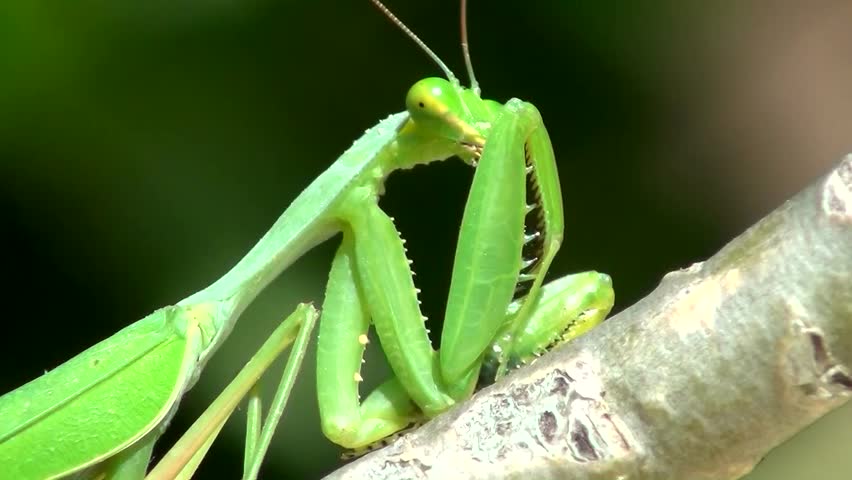 Mantis (Mantis religiosa)