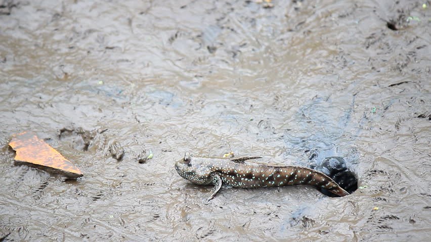 Mudskipper