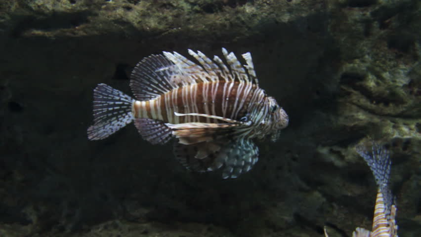 Lion fish