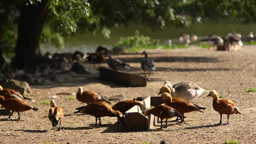 Geese and duck